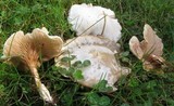 Clitopilus prunulus image