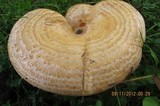 Lactarius psammicola f. glaber image
