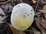 Lactarius subvellereus image