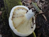 Lactarius subvellereus image