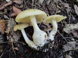 Entoloma sinuatum image