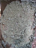 Flavoparmelia soredians image