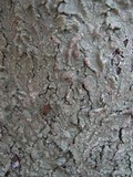 Flavoparmelia soredians image