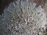 Flavoparmelia soredians image