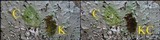 Flavoparmelia soredians image