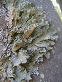 Parmotrema hypoleucinum image