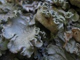 Parmotrema hypoleucinum image