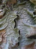 Parmotrema hypoleucinum image