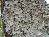 Parmotrema reticulatum image