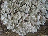 Parmotrema reticulatum image