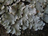 Parmotrema reticulatum image