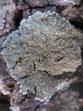 Physconia enteroxantha image