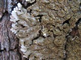 Physconia enteroxantha image
