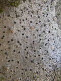 Julella vitrispora image
