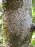 Julella vitrispora image