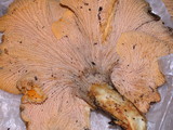Cantharellus roseocanus image