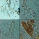 Julella vitrispora image