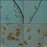 Julella vitrispora image