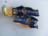 Gyroporus cyanescens var. violaceotinctus image