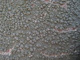 Pertusaria pertusa image