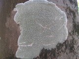 Pertusaria pertusa image