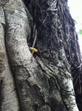 Tricholoma sulphureum image