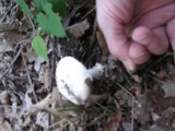 Amanita mutabilis image