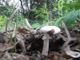 Amanita mutabilis image