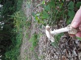 Amanita mutabilis image