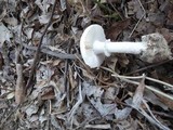 Amanita mutabilis image