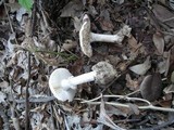 Amanita mutabilis image