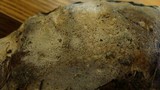 Ganoderma sessile image