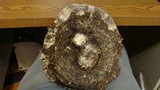 Ganoderma sessile image