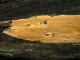 Hapalopilus mutans image