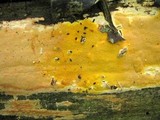 Hapalopilus mutans image