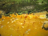 Hapalopilus mutans image
