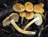 Inocybe subochracea image