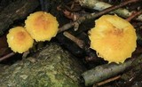 Inocybe subochracea image