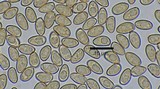 Inocybe subochracea image