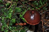 Cortinarius sanguineus image