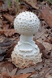 Amanita subcokeri image