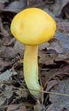 Boletus curtisii image