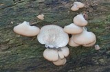 Lentinellus castoreus image