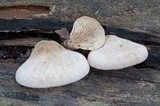 Lentinellus ursinus image