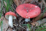 Russula pulchra image