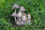 Coprinopsis variegata image