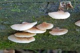 Crepidotus mollis image