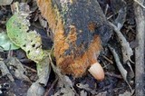 Coprinellus domesticus image