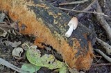 Coprinellus domesticus image