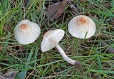 Lepiota cristata image